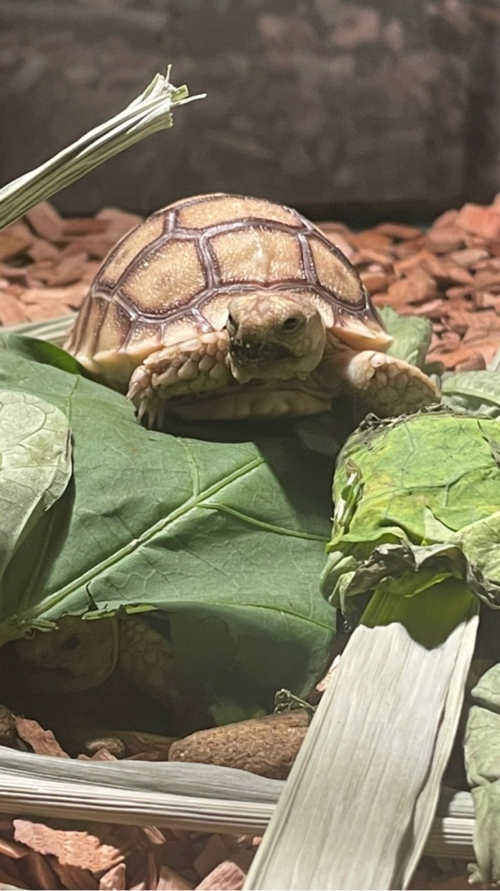 陸龜.水龜飼養分享交流競標🐢