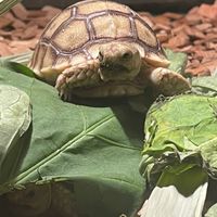 陸龜.水龜飼養分享交流競標🐢