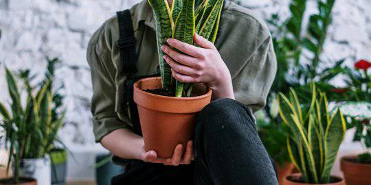 10 Tanaman Hias Yang Dipercaya Bisa Membawa Hoki Menurut Fengshui Merdeka Com Line Today