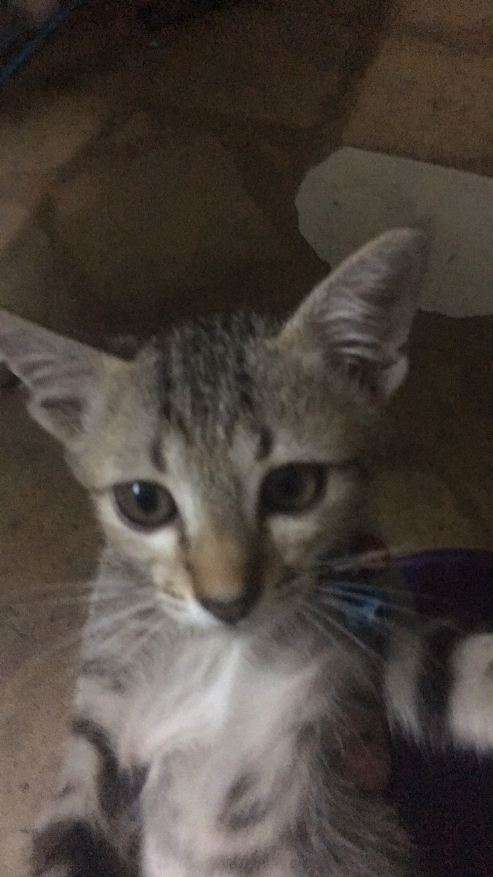 น้องแมวลายเสือสุดน่ารัก