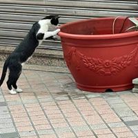 蓋斑鬥魚交流討論平台