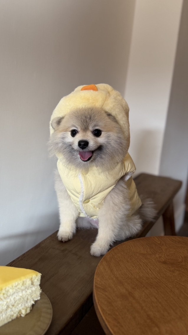 炭吉媽咪🇰🇷毛小孩代購3月（3/16-18）🎀