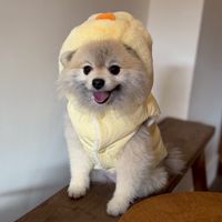 炭吉媽咪🇰🇷毛小孩代購3月（3/16-18）🎀