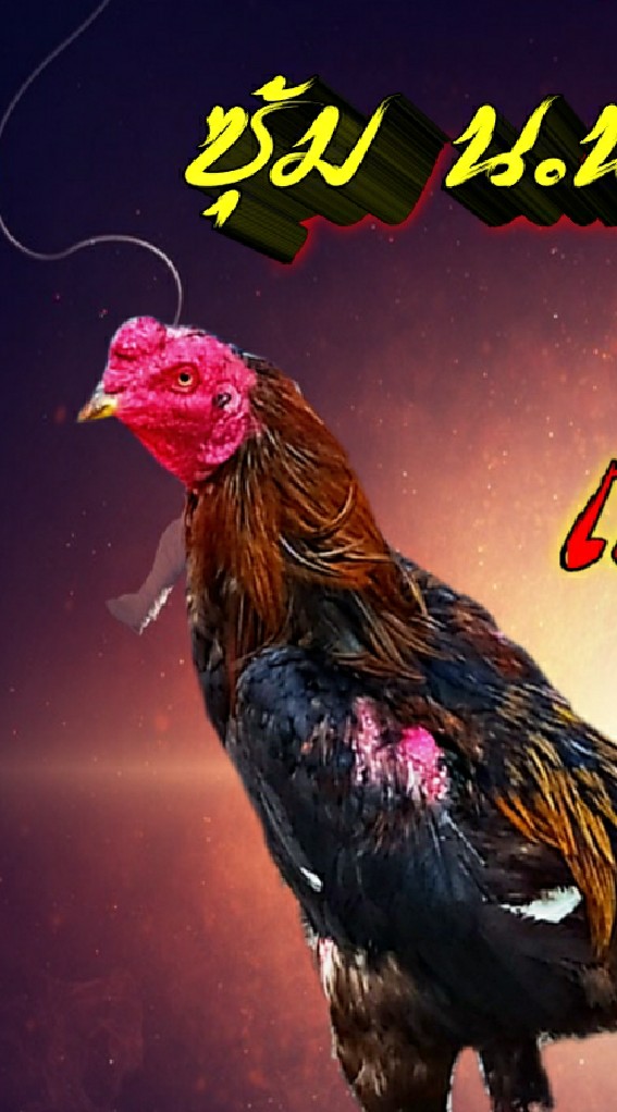 กลุ่มซื้อ-ขายไก่ชน