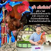 นริศ ไก่ชนคนรากญ่า