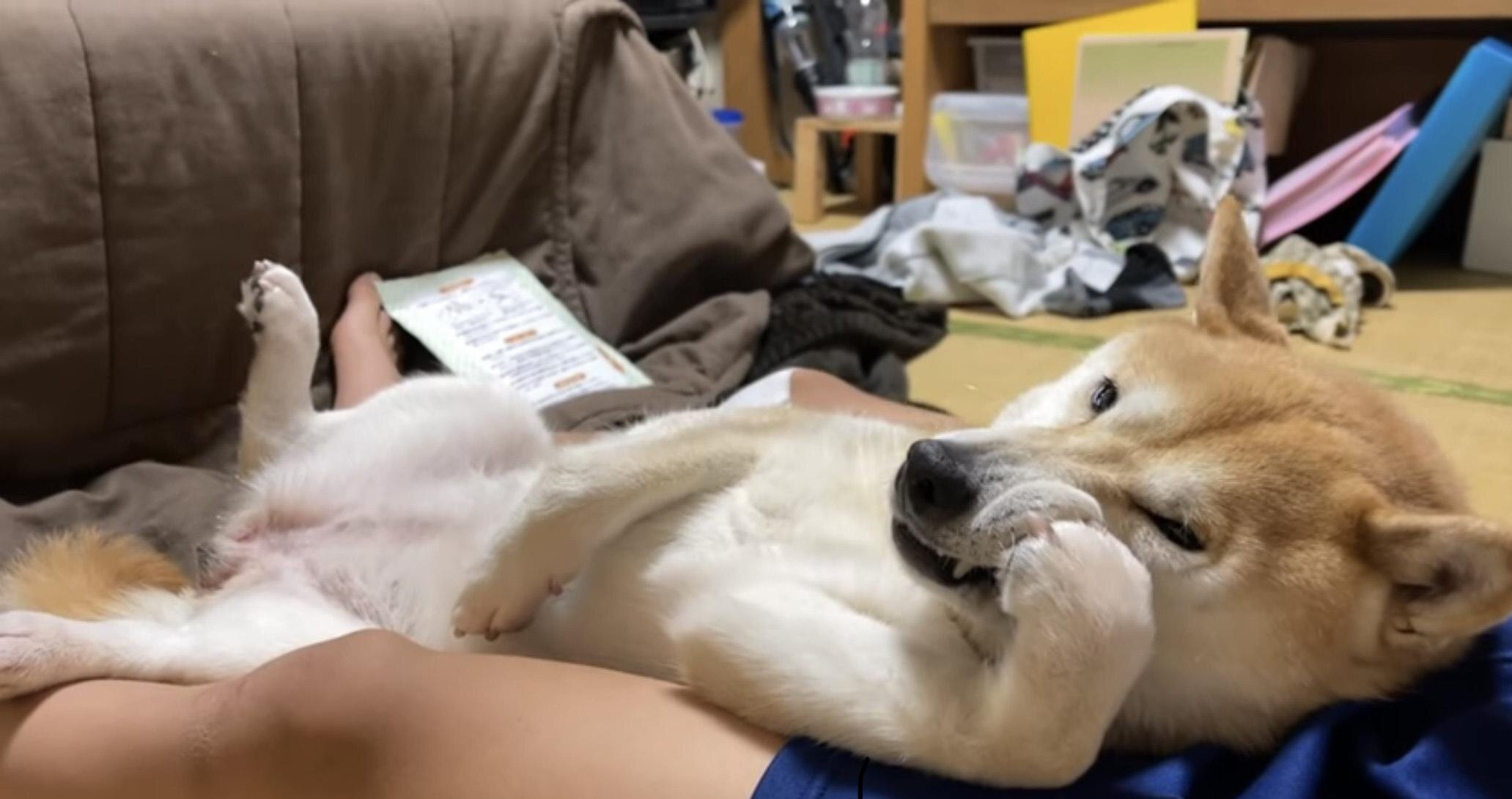 この柴犬 油断しすぎでは 白目に出っ歯などユニークな寝相に思わずクスリ ウォーカープラス