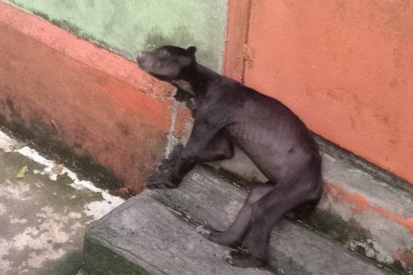 Viral Kondisi Memprihatinkan Beruang Madu Di Singkawang Sempat