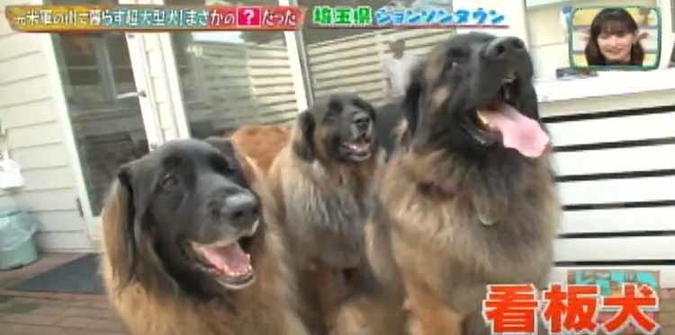 日本に37匹の希少な犬種 大型犬レオンベルガー