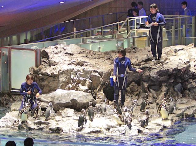 東京水族館 8