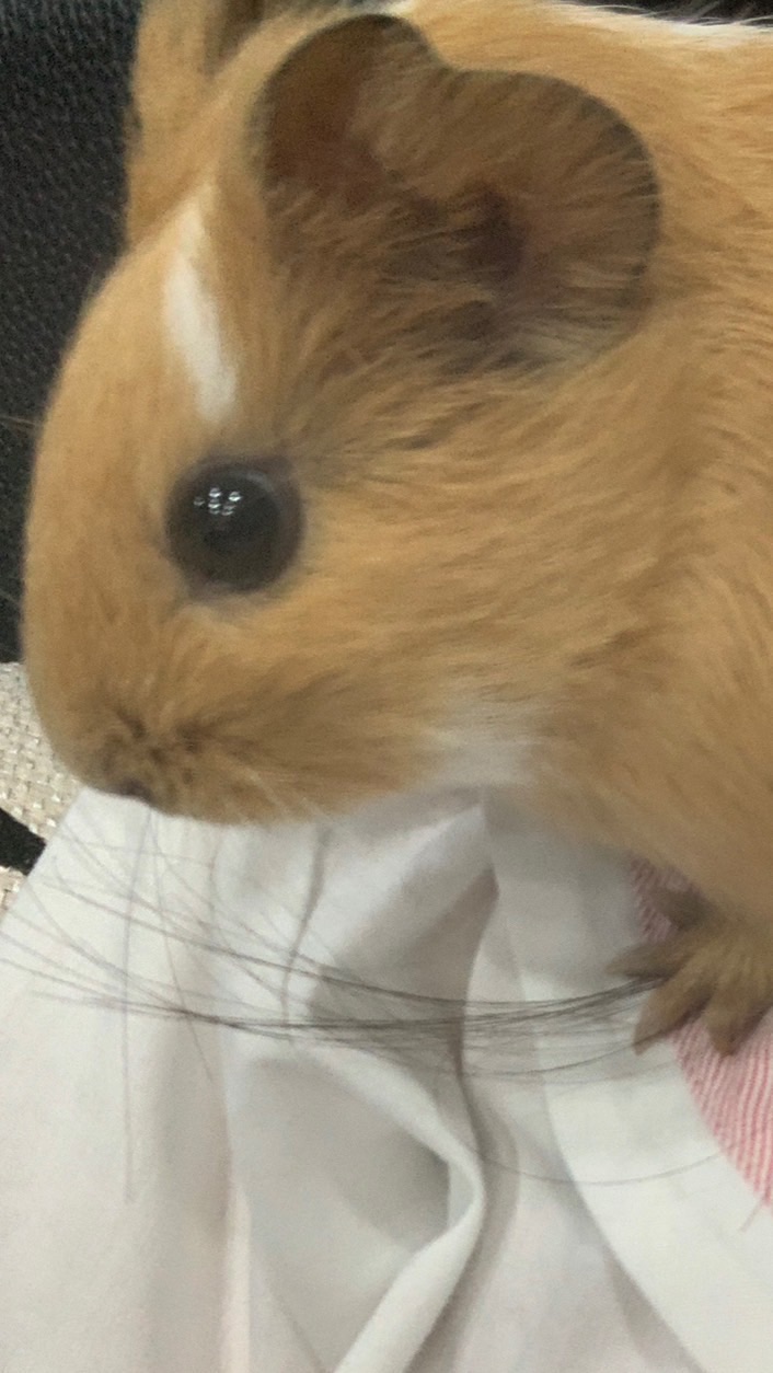 (⊙ω⊙)