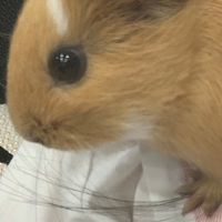 (⊙ω⊙)