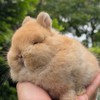 แรบบิท ที คัพ