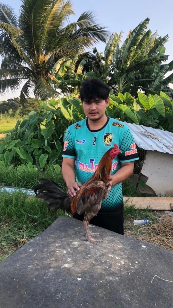 ฆนชนน ฟาร์มไก่ชน
