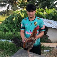 ฆนชนน ฟาร์มไก่ชน