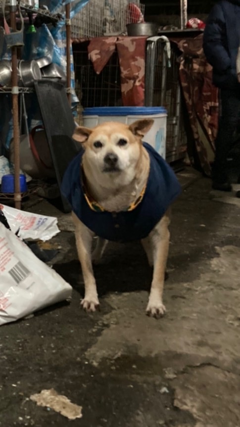 輔大狗粉