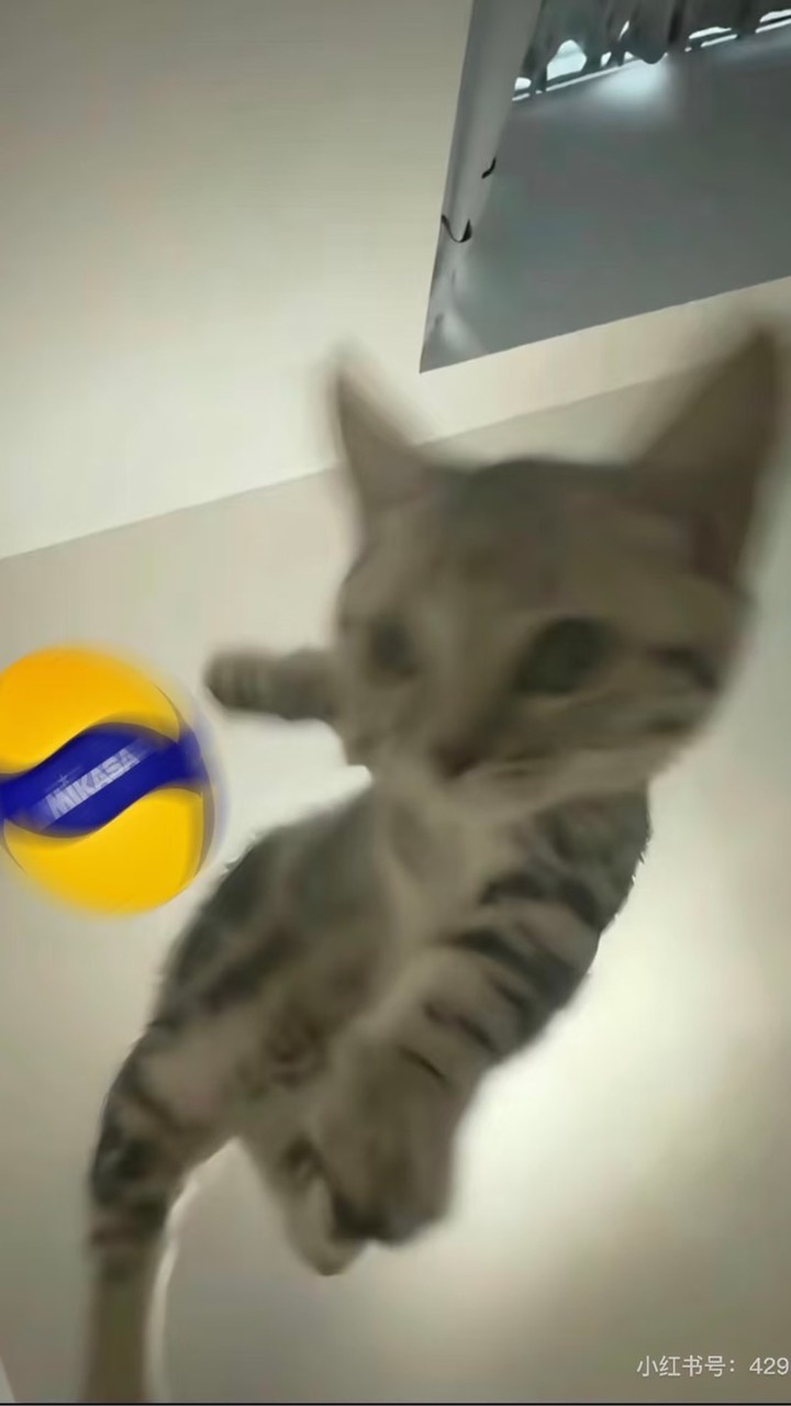 球球大作戰🏐（台中_友善場）