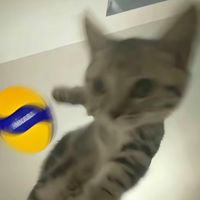 球球大作戰🏐（台中_友善場）