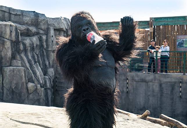 超人氣動物園 是真的 高雄壽山動物園 波比 會站會打坐 網驚 工讀生快出來 妞新聞 Line Today