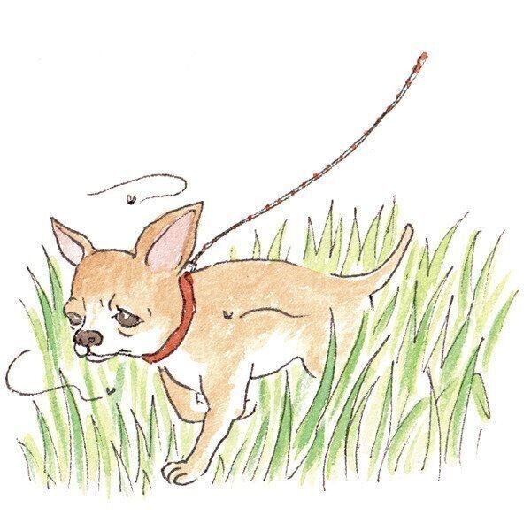 年老いた愛犬の排泄の介護 心の準備をしておこう いぬのきもちnews