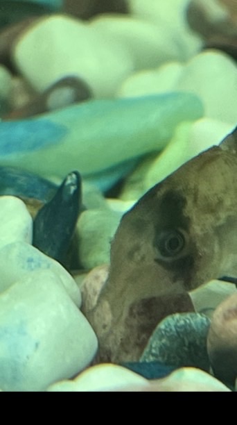 魚が好きな人集合