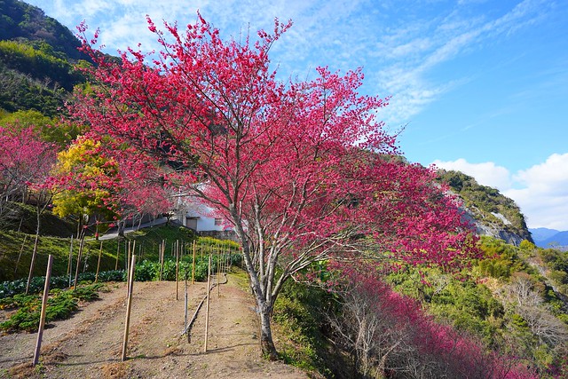 望高茶園櫻花森林