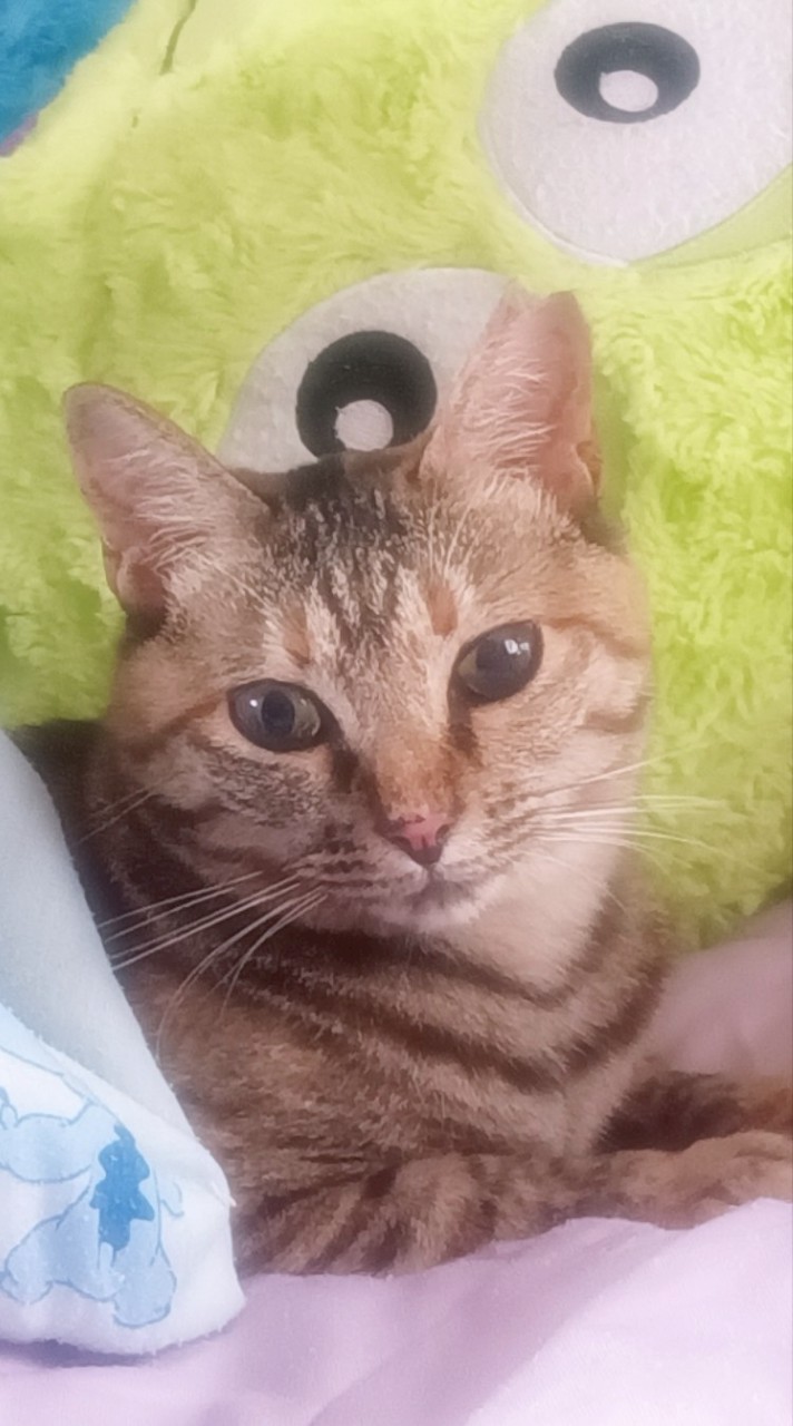[🐈猫🐈a.r.t]猫好きの部屋です！