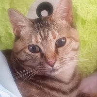 [🐈猫🐈a.r.t]猫好きの部屋です！