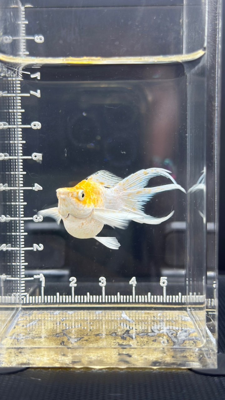 อันอัน ปลาบอลลูนสุพรรณบุรี🏡🐟🐠