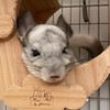 チンチラのパルLive配信お知らせ