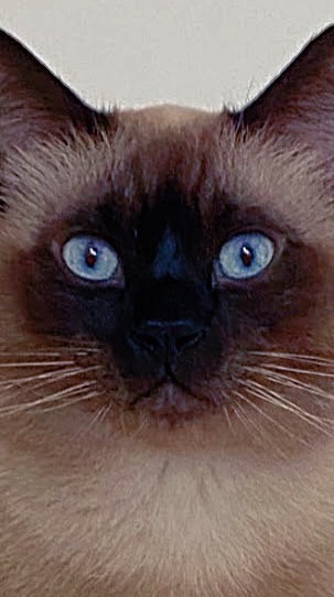 🐈‍⬛五小福新樂園🐈‍⬛
