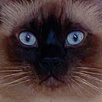 🐈‍⬛五小福新樂園🐈‍⬛