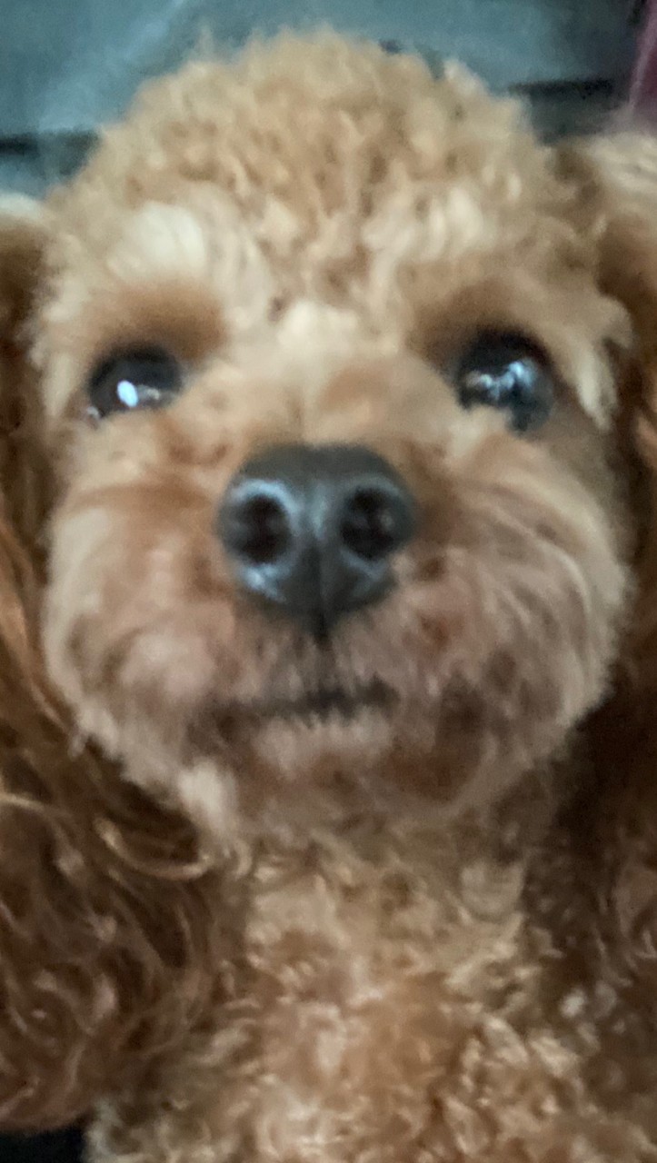 OpenChat ひなQオプチャ