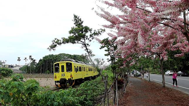 影／花旗木太吸睛　幼童閃避不及遭石虎列車撞傷頭部