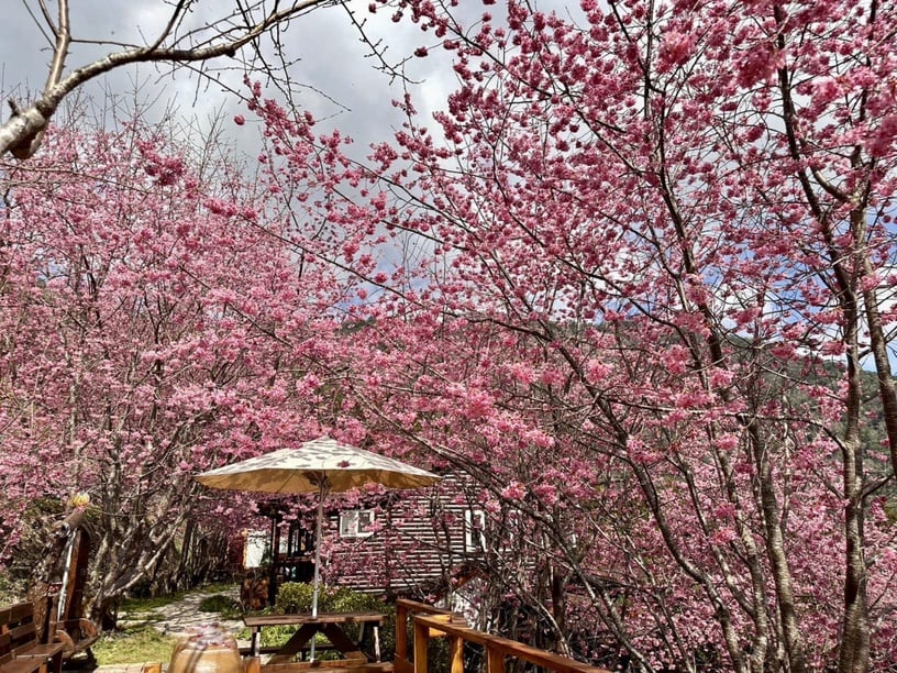 伴櫻花入睡！8間櫻花住宿推薦：奢華系露營、歐洲莊園風，一踏出房門就能將櫻花擁入懷