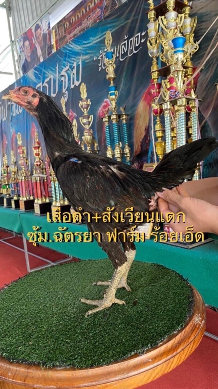 ซุ้ม.ฉัตรยา แหล่งพัฒนาพม่าป.วุฒิ+โกวเซ้ม