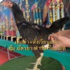 ซุ้ม.ฉัตรยา แหล่งพัฒนาพม่าป.วุฒิ+โกวเซ้ม