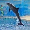 将来水族館で働きたい人集合❣️