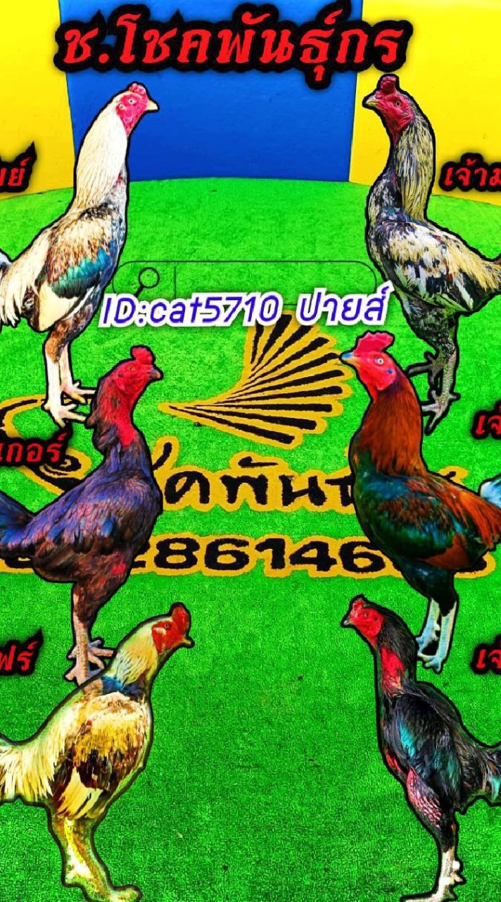 ซุ้ม โชคพันธ์ุกร ฟร์ามอุบล🐓♥️
