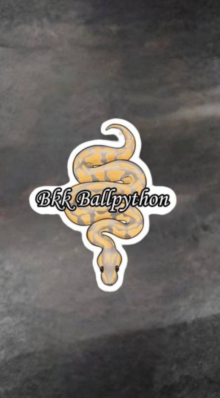 Bkk Ballpython