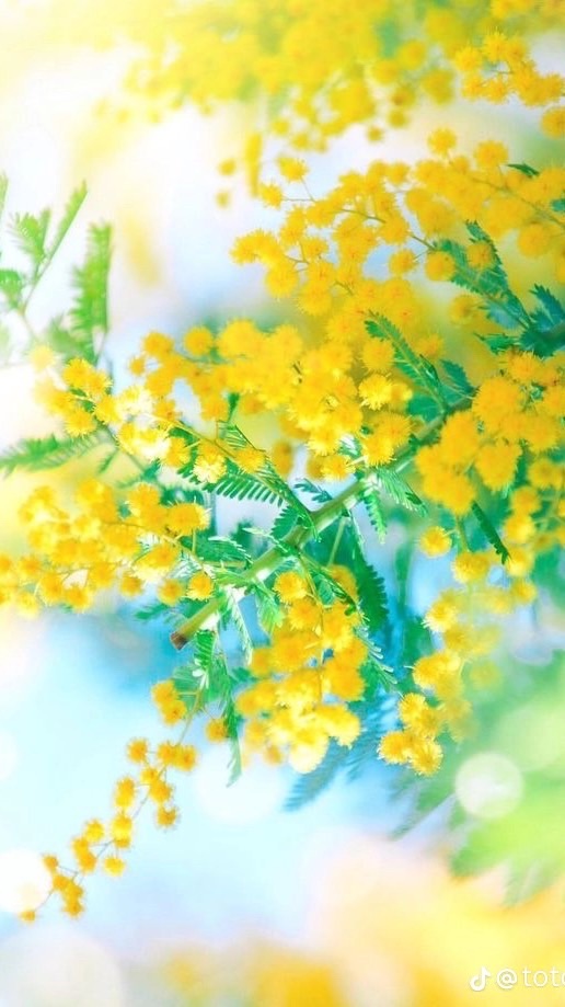 🌿大人の雑談部屋　自然の森🌿