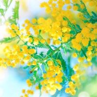 🌿大人の雑談部屋　自然の森🌿