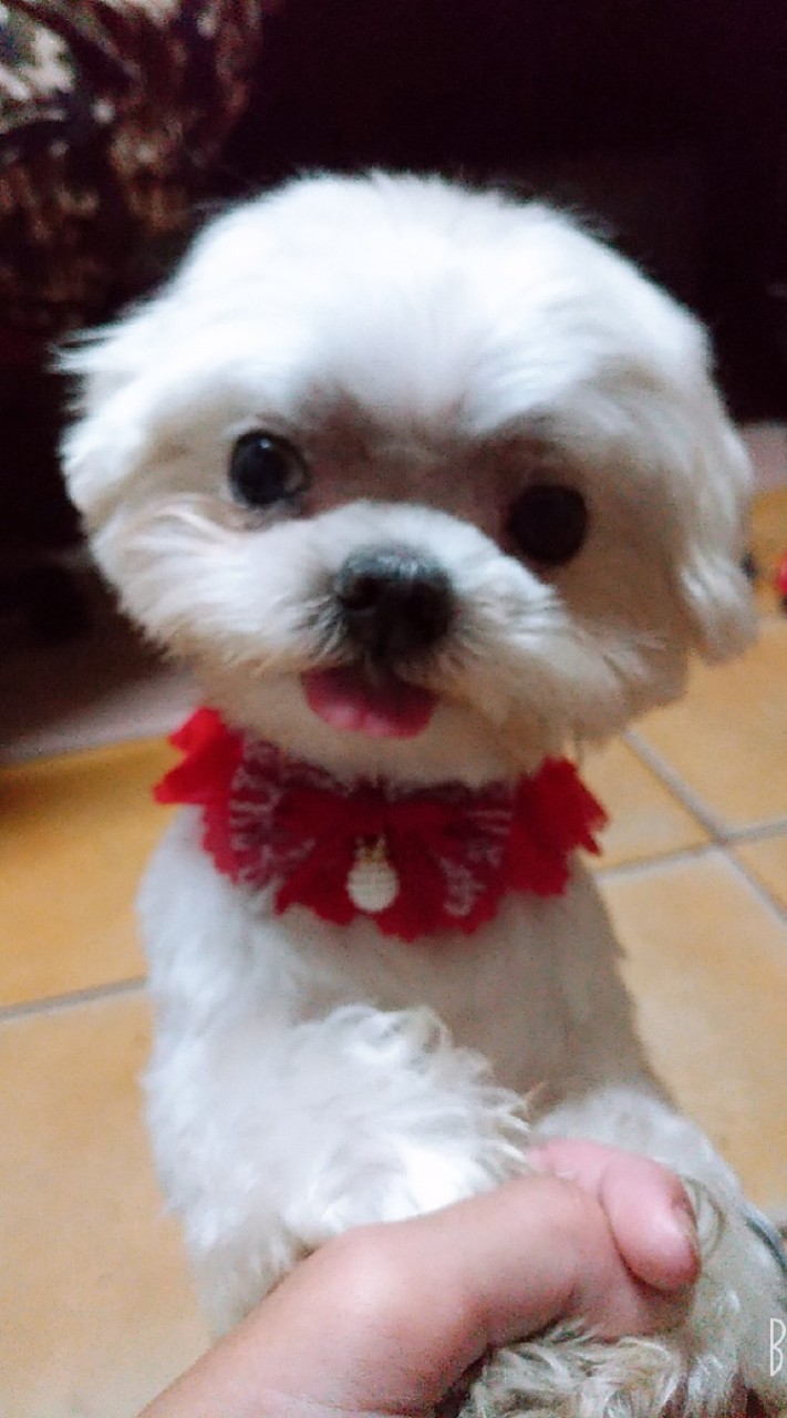 毛孩子~🐕🐩🐈
