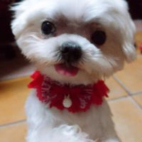 毛孩子~🐕🐩🐈