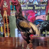 ไกรทอง ฐิติกันต์