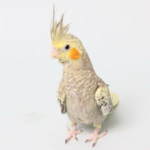 写真 ペットランドホーマック北見店 ペットランドホーマックキタミテン 中央三輪 西北見駅 動物病院 By Line Place