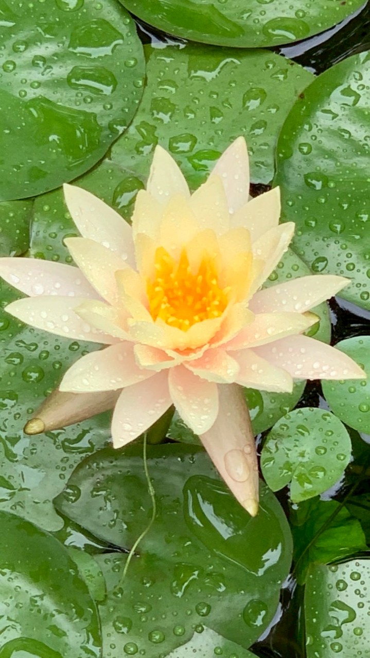 成泰排舞班