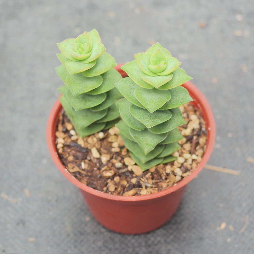 荳荳多肉植物與小雜貨-星王子