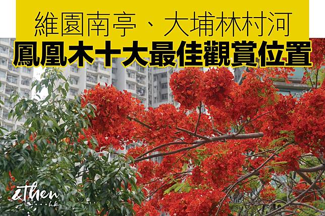 維園南亭 大埔林村河 鳳凰木十大最佳觀賞位置 Andthen Hk Line Today