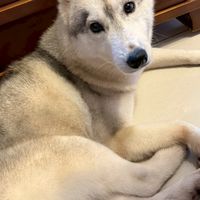 烏日哈士奇May(妹妹）通報群