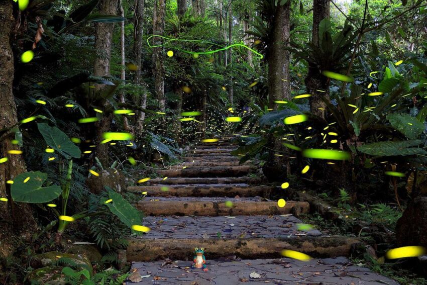 2021螢火蟲 文山農場